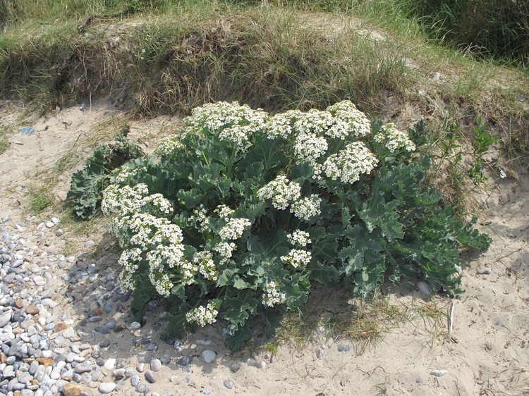 Crambe maritima